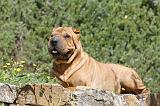 SHAR-PEI 461